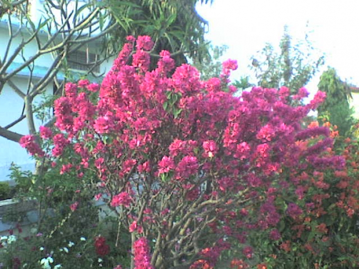 Flower