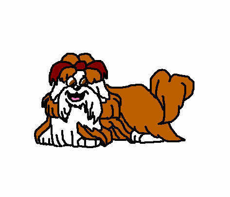 Moppy The Shih-Tzu