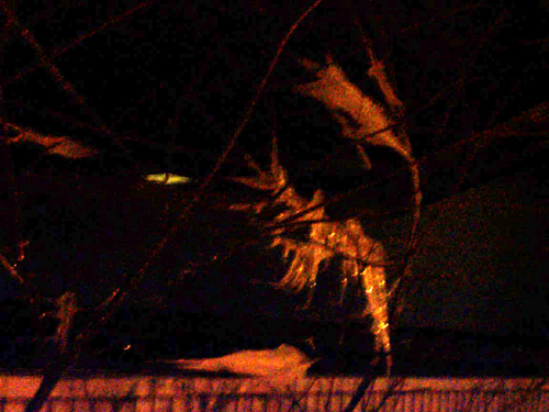 Icesicle at Night