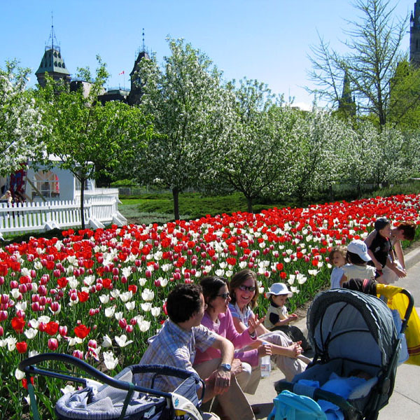Tulip Festival