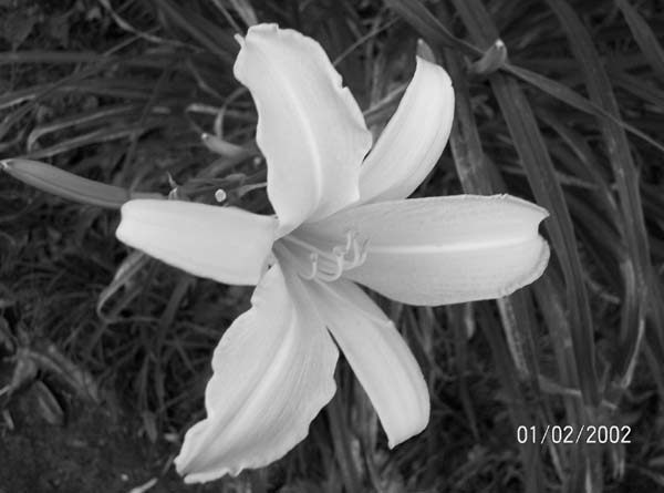 black & white