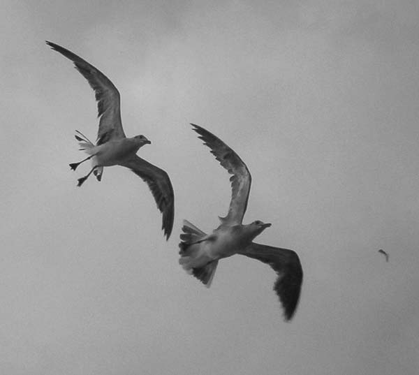 Birds