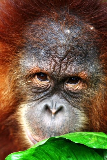Orangutan
