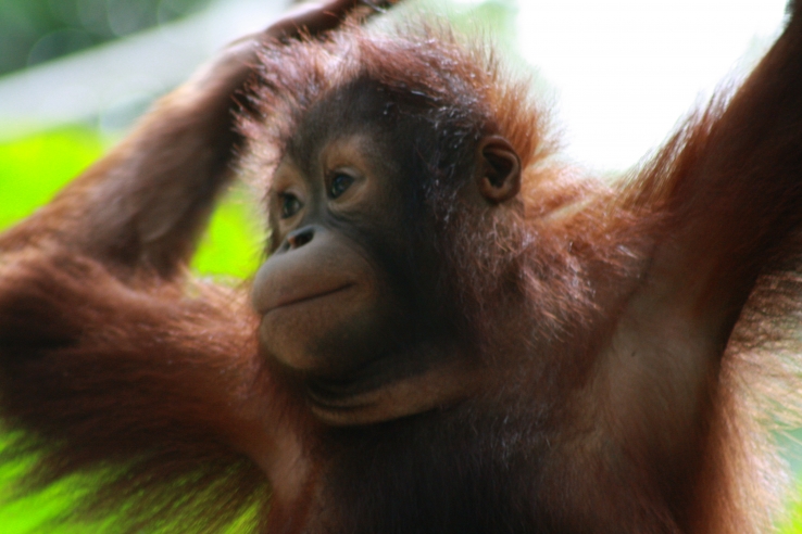 Orangutan we met at Lok Kawi Wildlife Park, Sabah