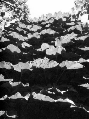 Boxed Leaves