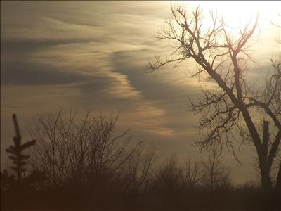 Enlightended Tree