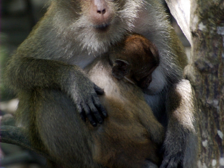 MonkeysLunch