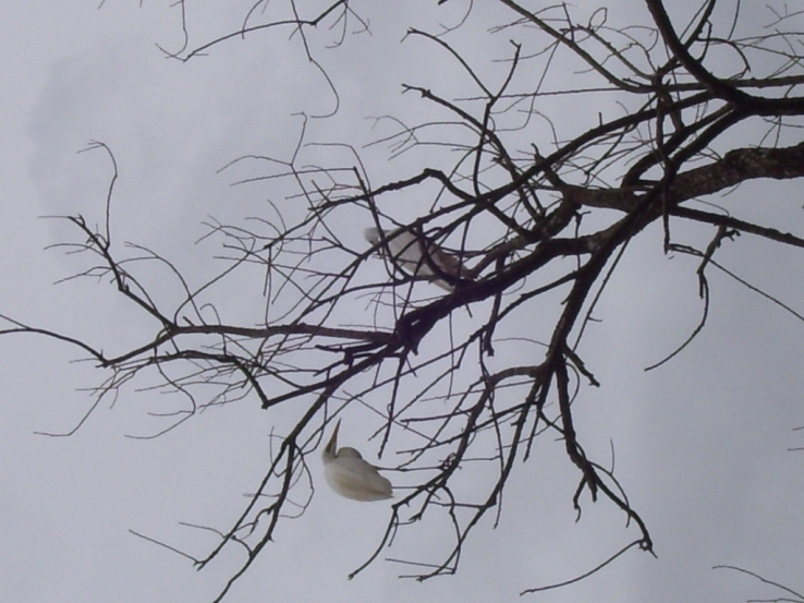 bird