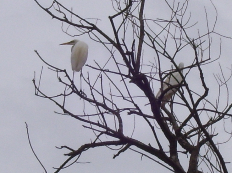 lonly bird