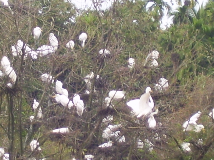 Bunch of Birds in White