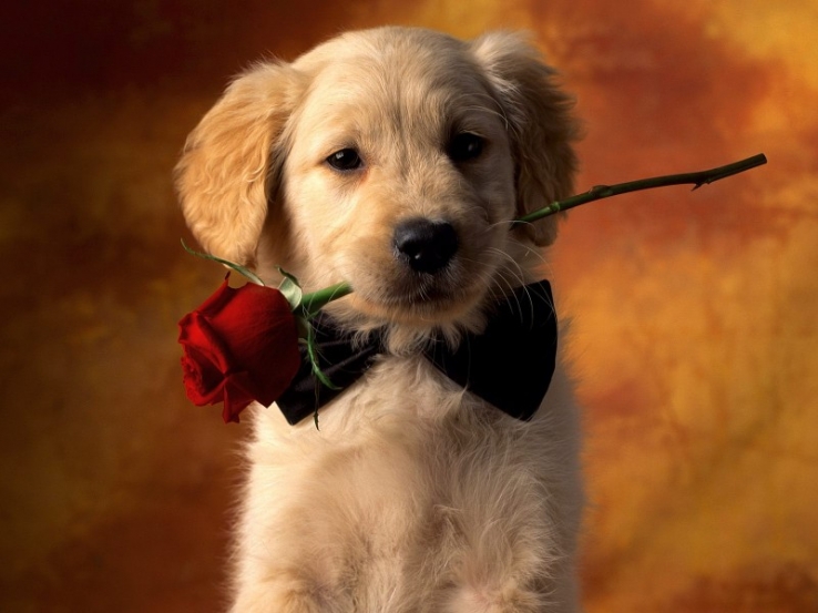What is love
