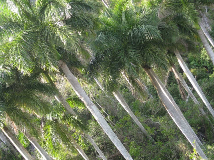Palms