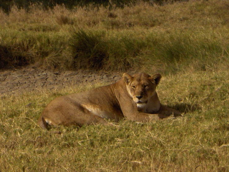 Lioness