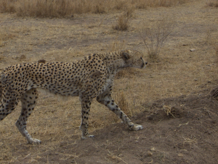 On the prowl