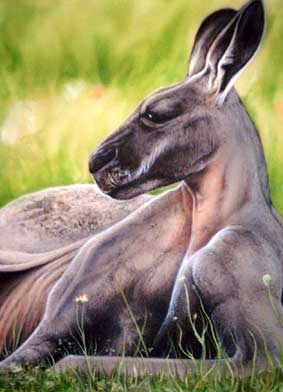 Kangaroo