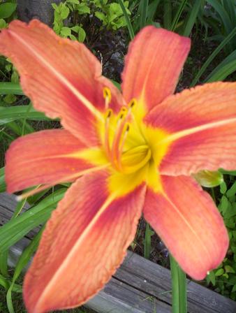 Orange