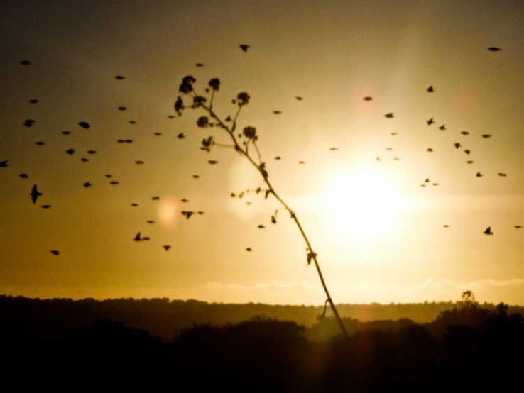 Birds, Tree at sunset