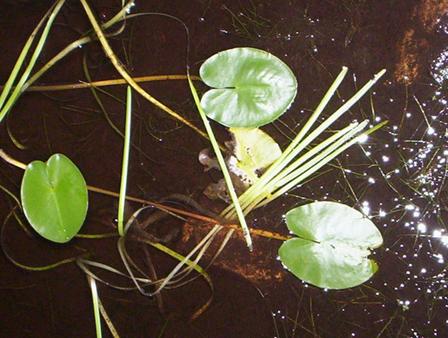 Lillypads