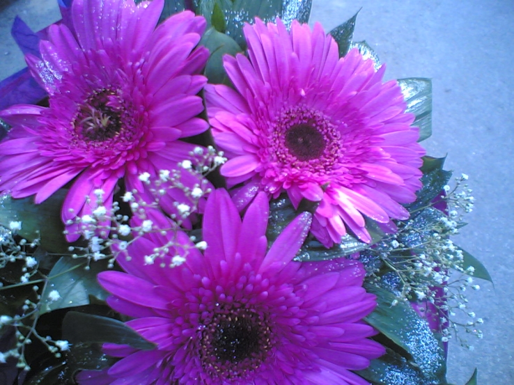 Flowers