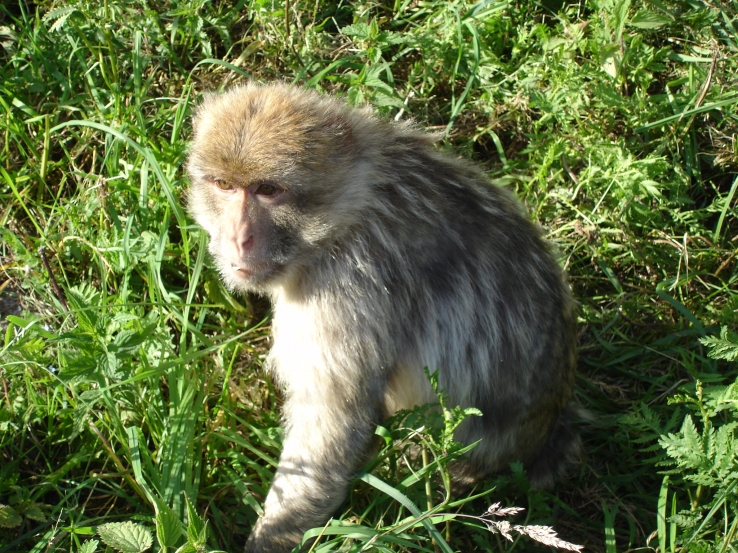 taken from a zoo in danmark