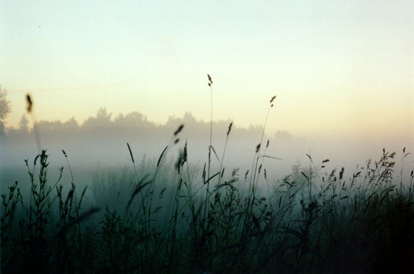 Grass