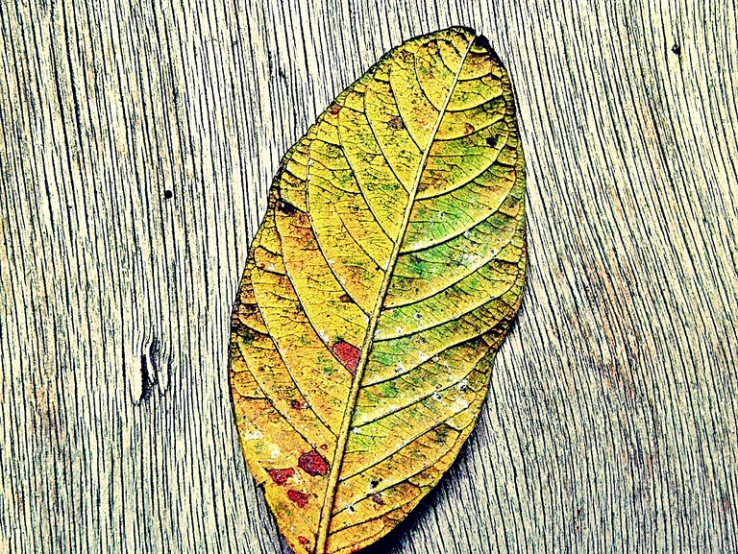The Dried Leaf on an Old Wood