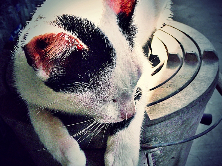 Our Cat on a Coil Burner