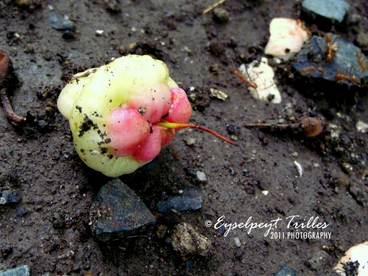 Fallen: Fruit of Macopa