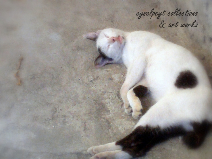 Sleepy Cat