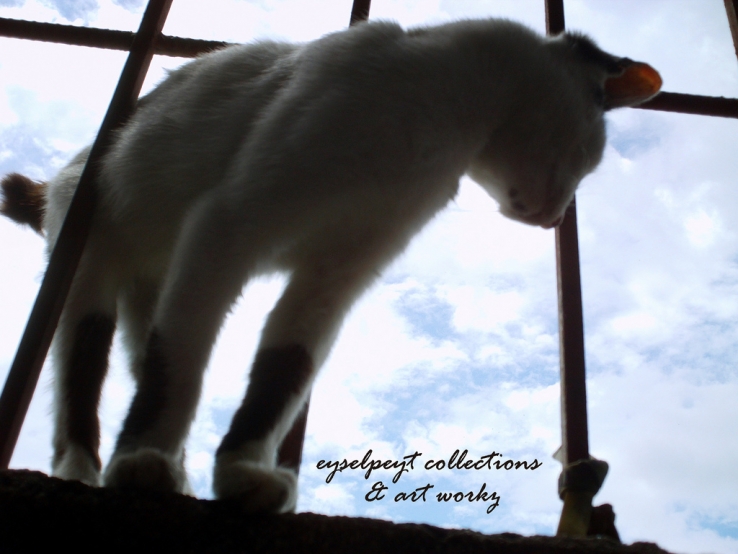 Super Cat