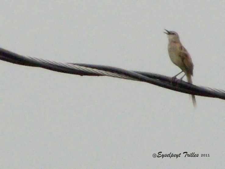 Tweety Bird sings after the rain.