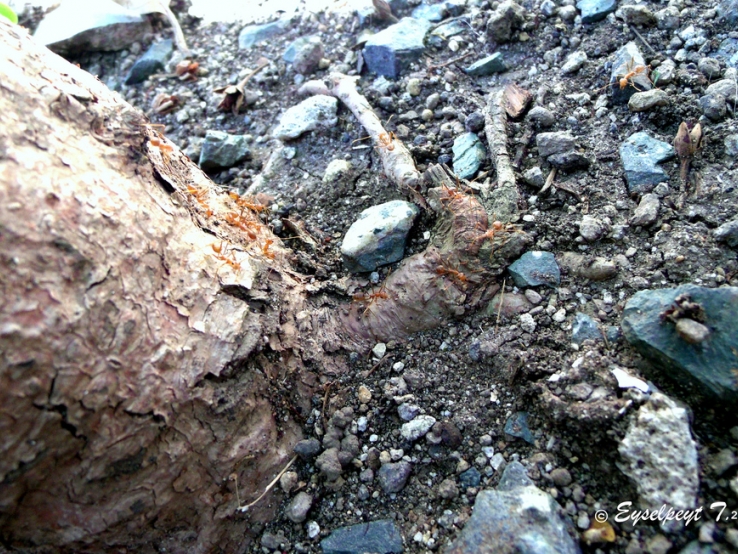 Attack of the ants!