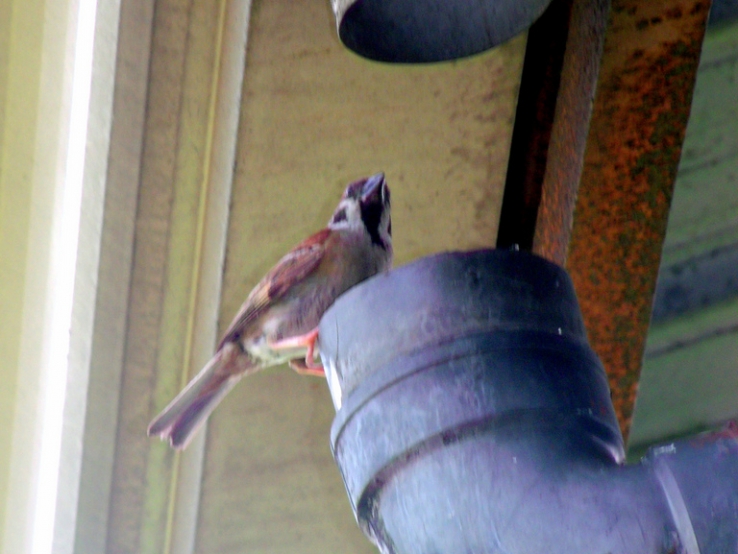 Twitty on the pipe