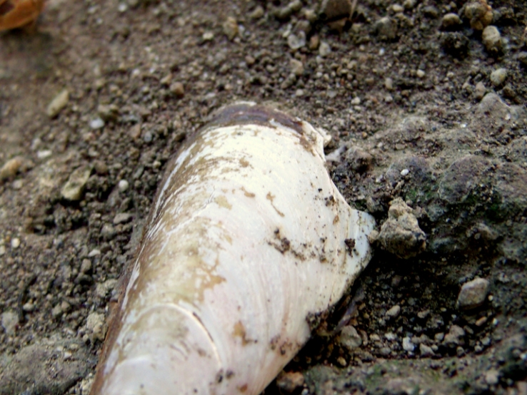 Sea shell