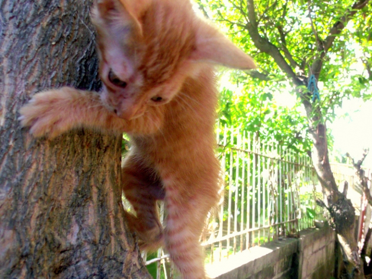 Kitty can you make it?