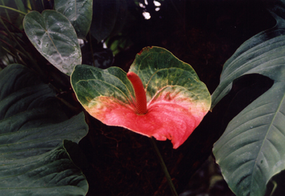 Red Bloom