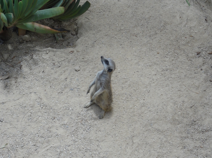 meerkat
