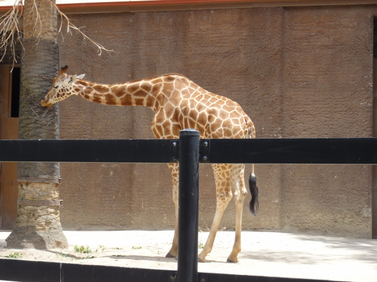giraffe