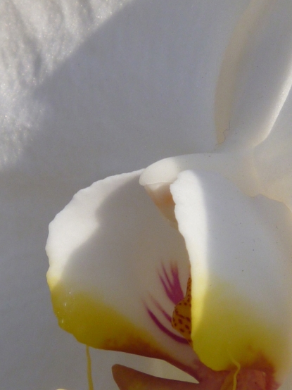 Orchid