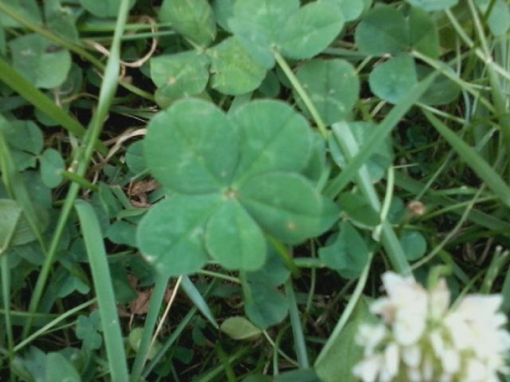 five leafs clover