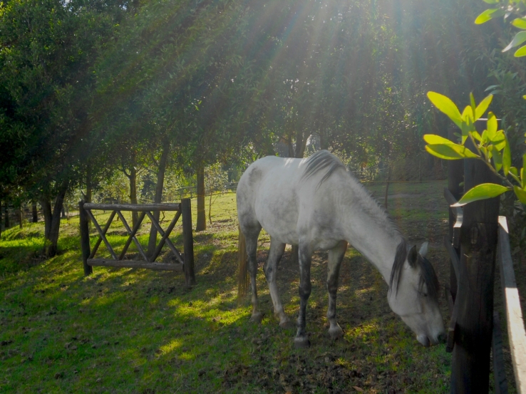 En luz
