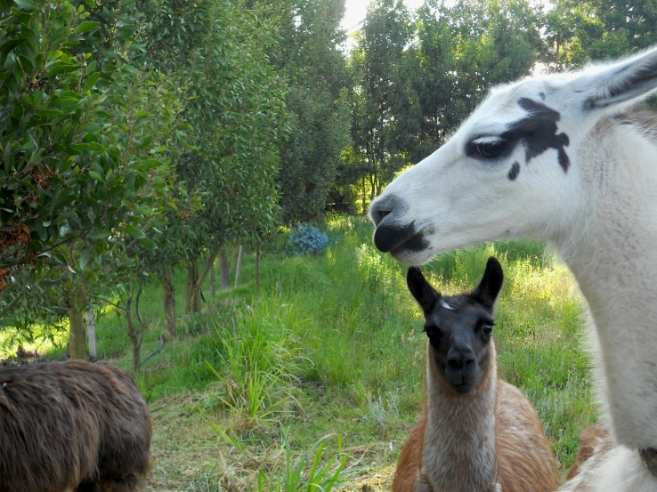 Llamas