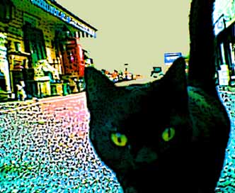 hello pussy puss