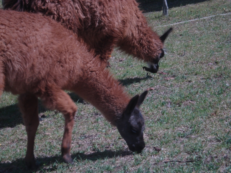 Ecuador Llamas