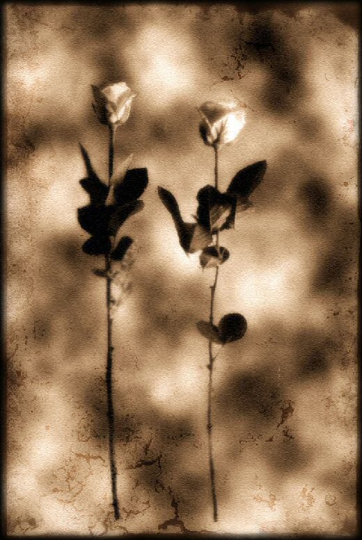 flowers at my window
