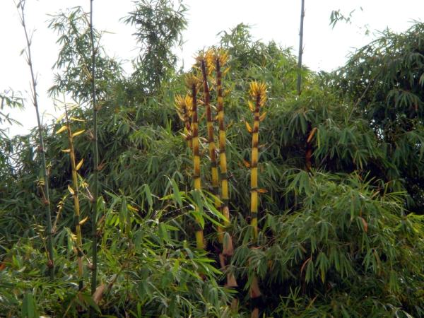 Bamboo shoots