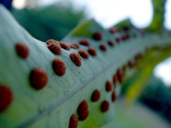 Spores