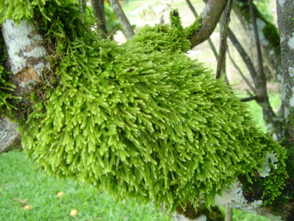 Moss