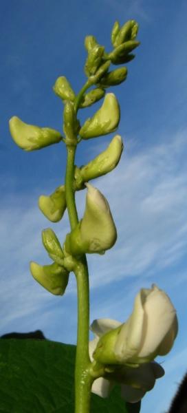 Seim Flowers