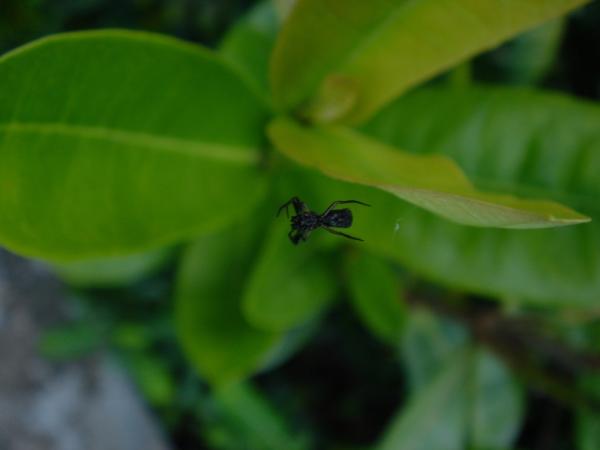 Spider